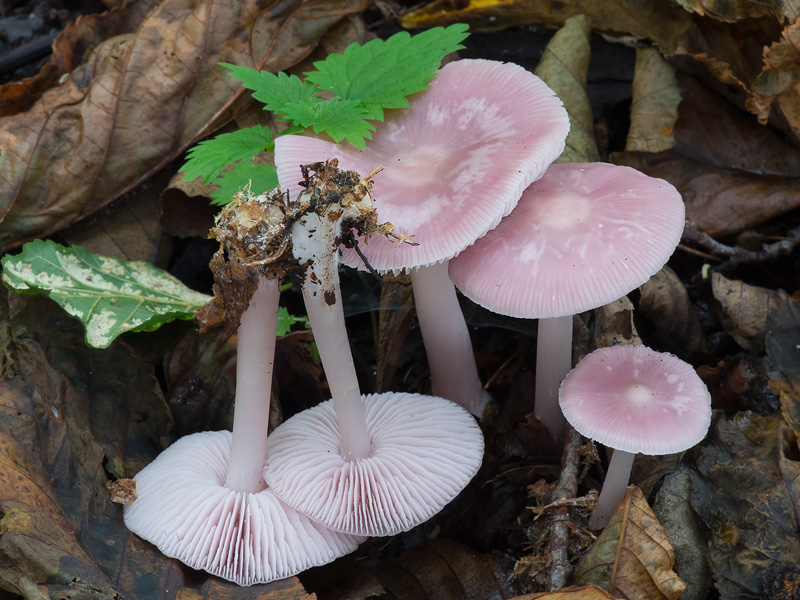 Mycena rosea